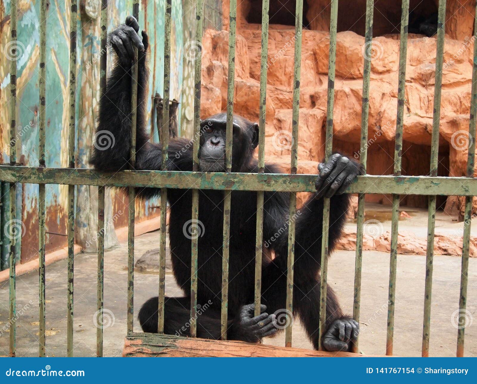 Elástico Ilegible Aceptado Mono en una jaula foto de archivo. Imagen de melenudo - 141767154