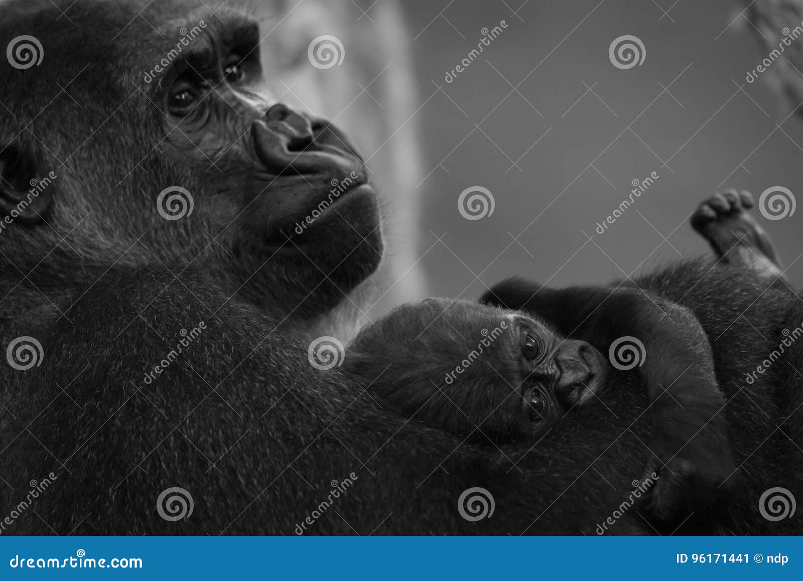 mono gorilla baby on arm of mother