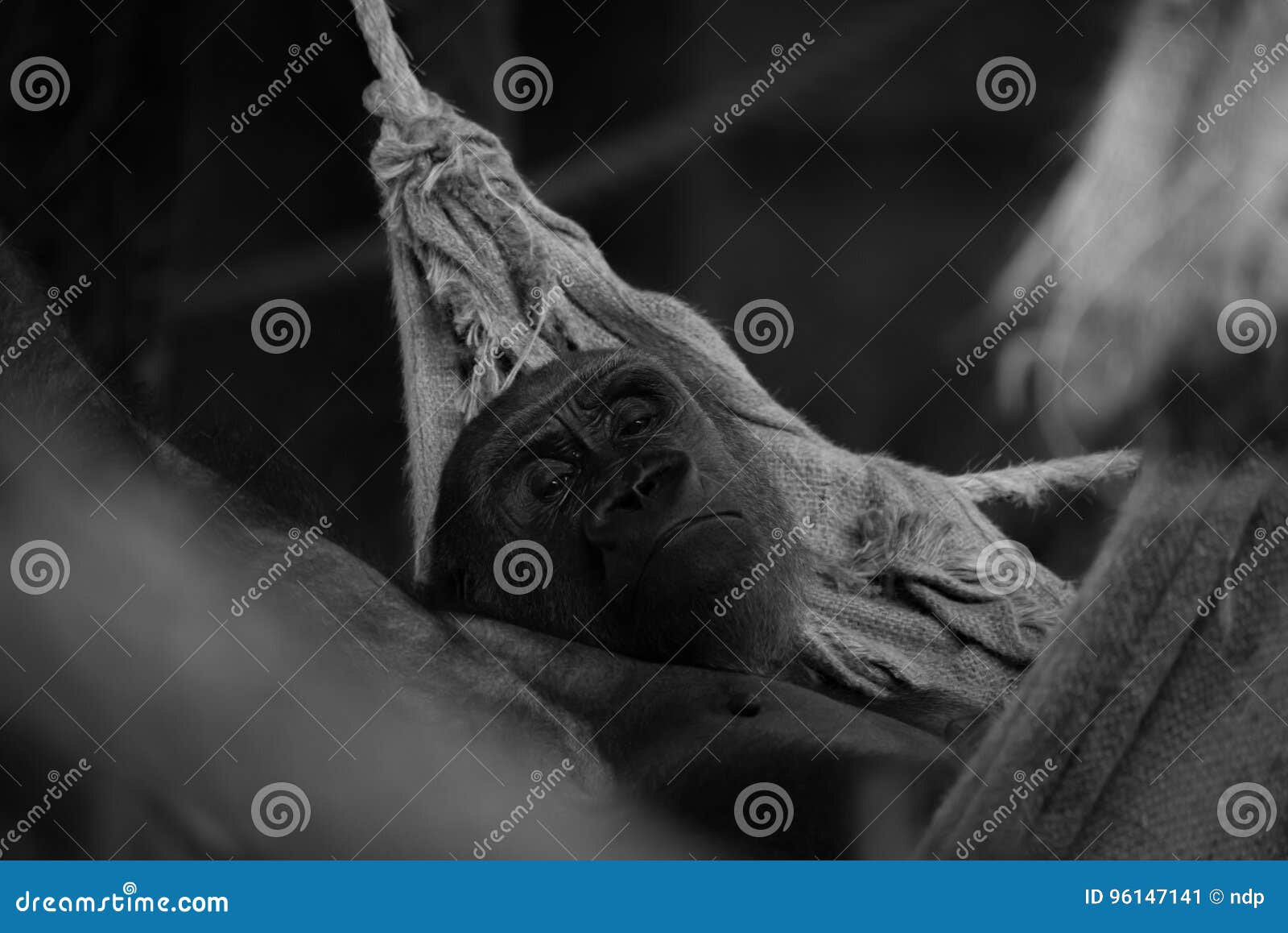 mono gorilla lying in hammock looking up