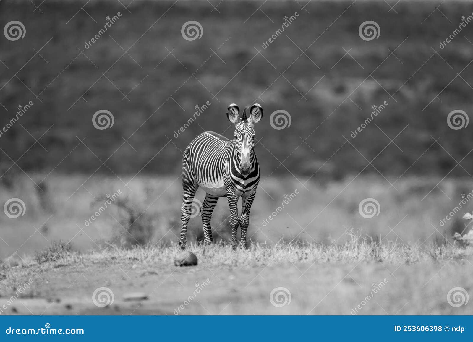 mono grevy zebra on horizon watching camera