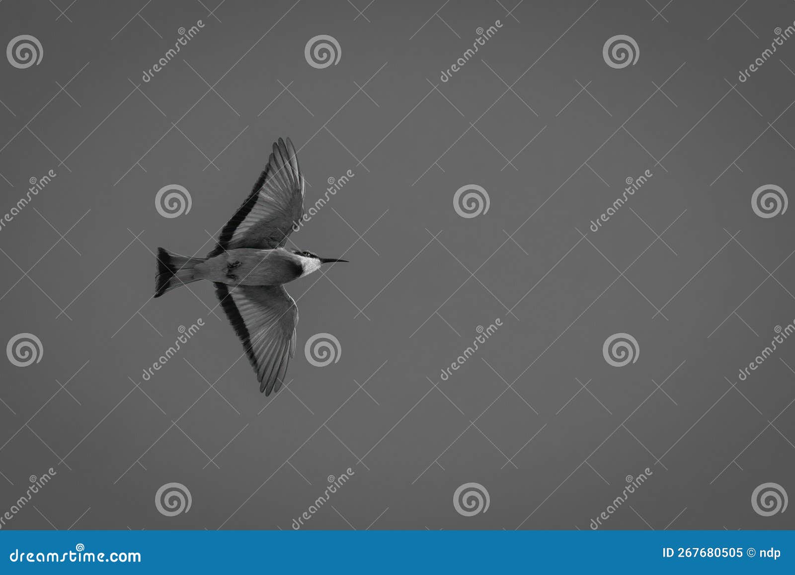 Mono Little Beeeater Flies with Wings Spread Stock Image Image of