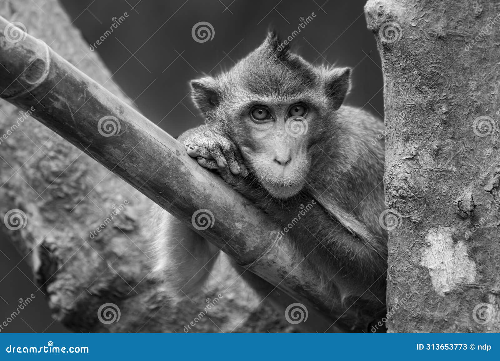 mono long-tailed macaque leaning head on paws