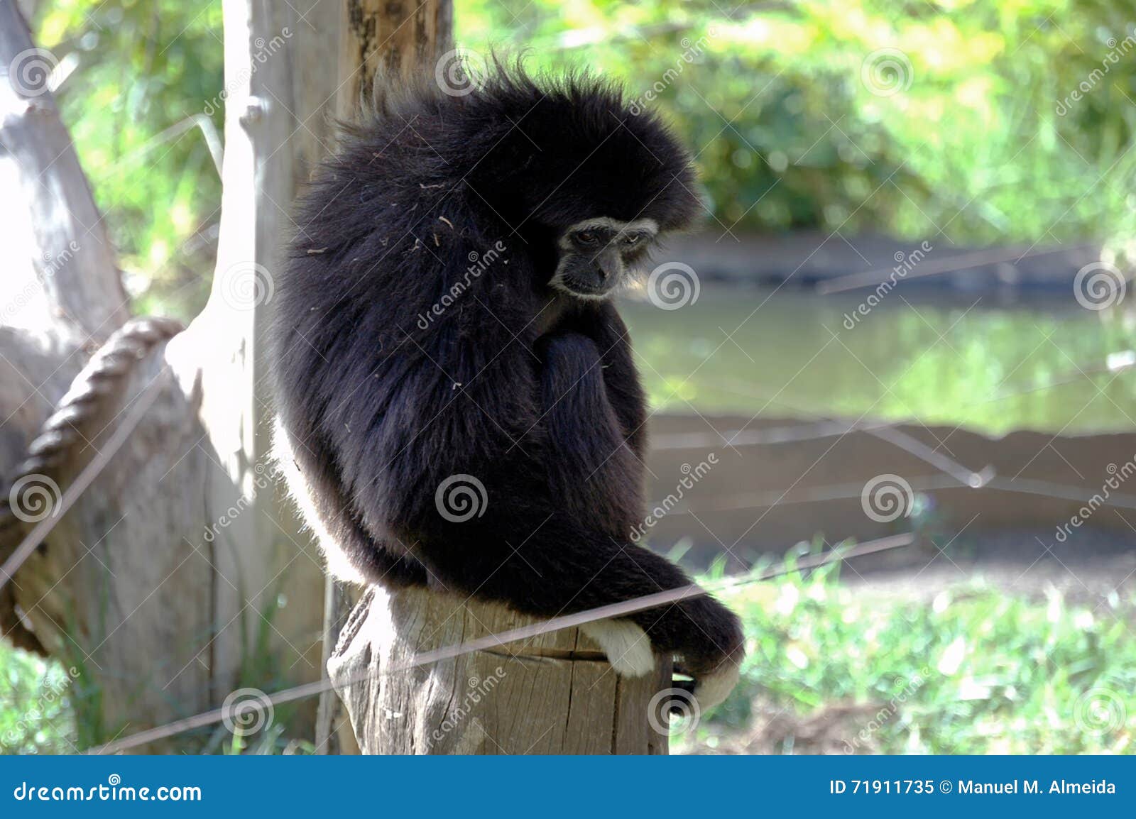 Mono negro del capuchón imagen de archivo. Imagen islas - 71911735