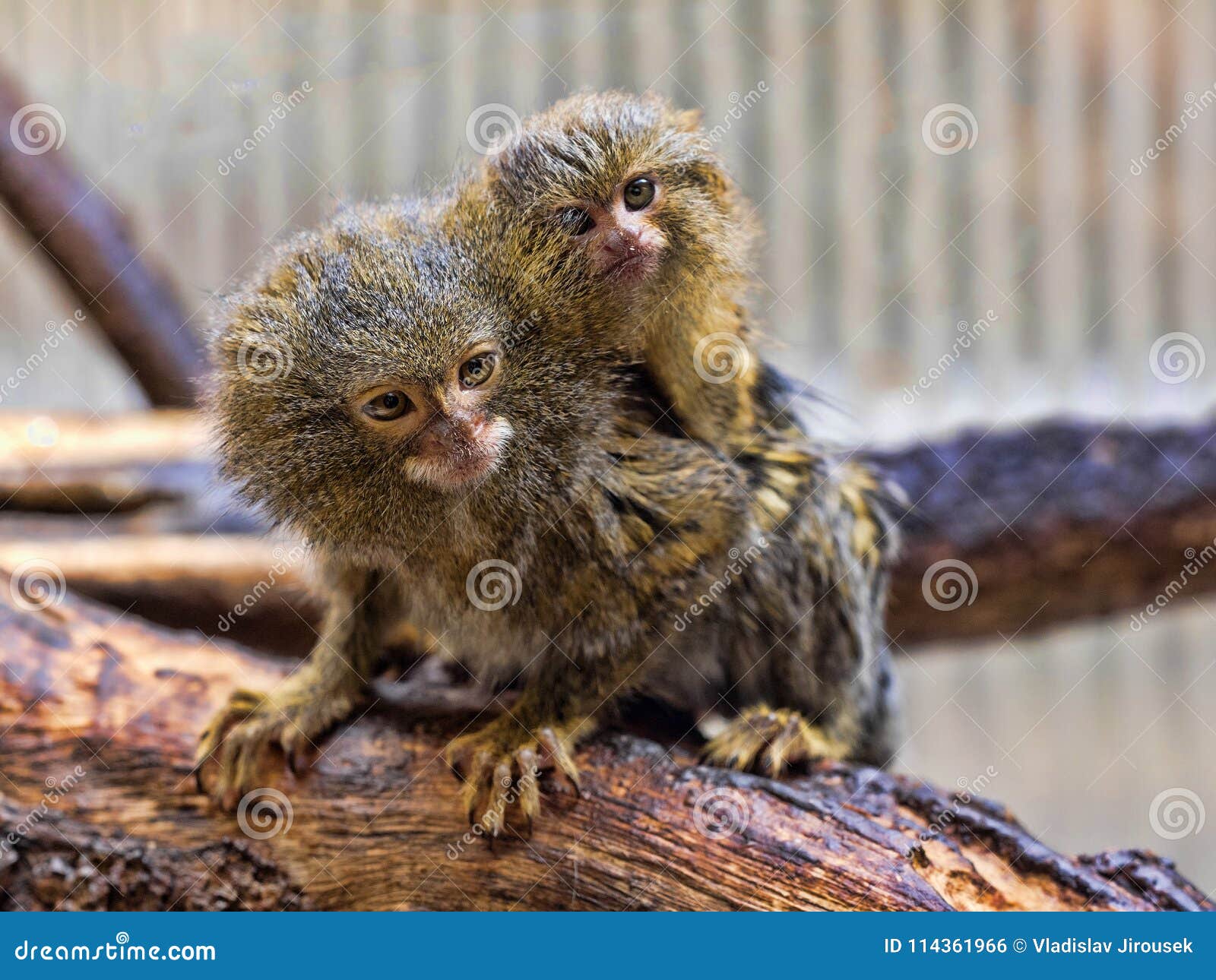 Mono Titi Enano Niveiventris Del Pygmaea Del Callithrix Femeninos Con El Bebe Foto De Archivo Imagen De Cubo Salvaje Mono Titi Enano Niveiventris Del Pygmaea Del Callithrix Femeninos Con El Bebe Foto De Archivo Imagen De Cubo Salvaje