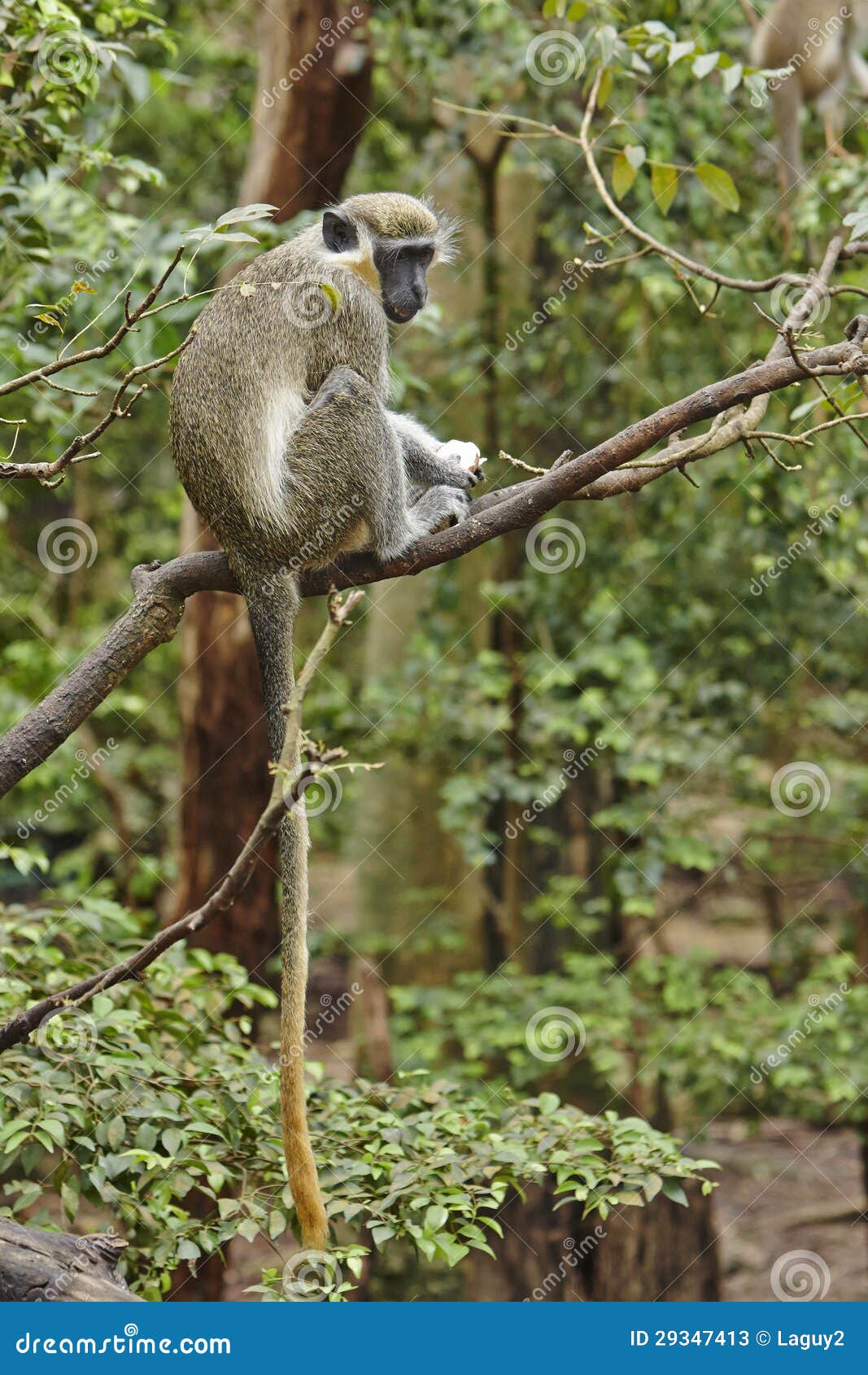 Mono verde. Los monitos hallado en Barbados procedían