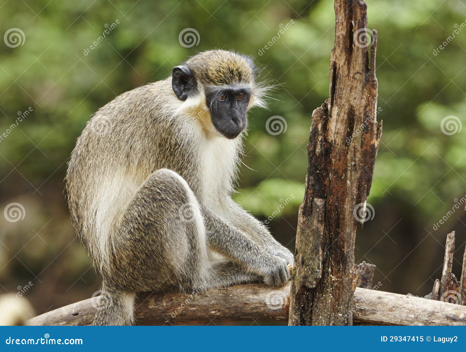 Mono verde. Los monitos hallado en Barbados procedían