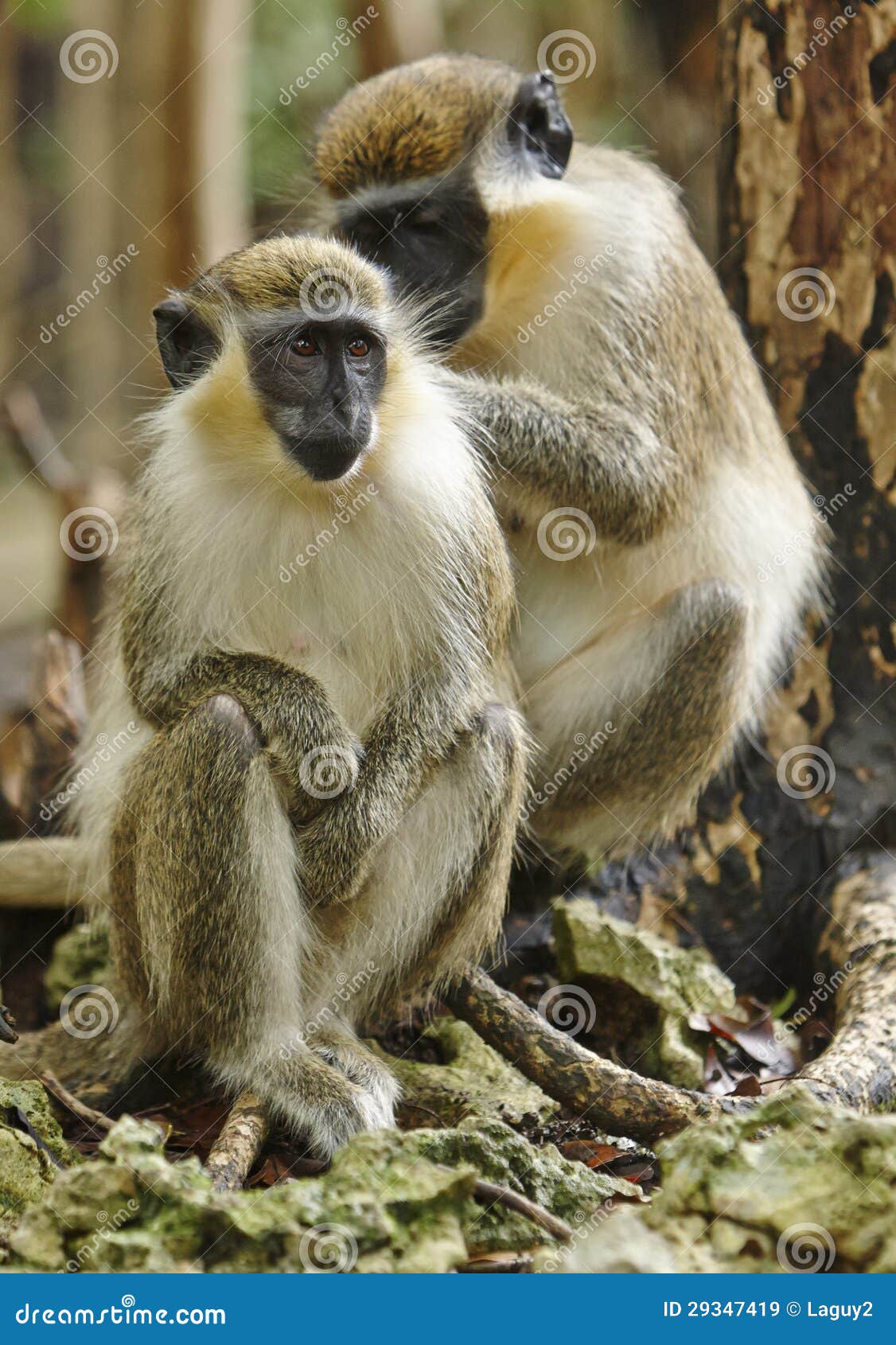 Mono verde de Barbados imagen de archivo. Imagen de fauna - 29347419
