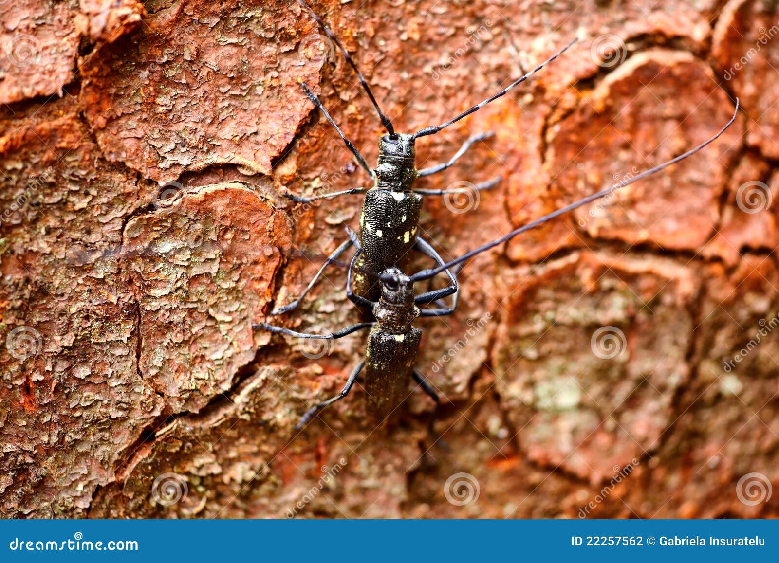 Monochamus sartor stock photo. Image of animal, color 22257562