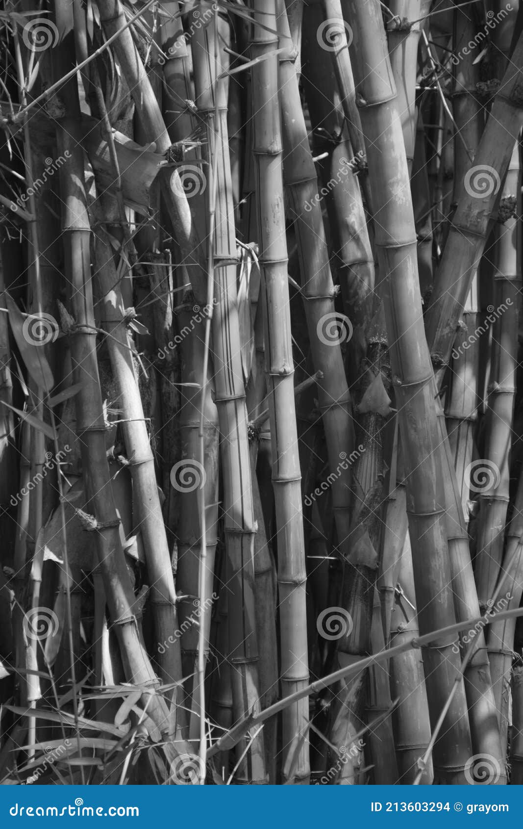 Monochromatic Bamboo Plantation Background Stock Photo - Image of ...