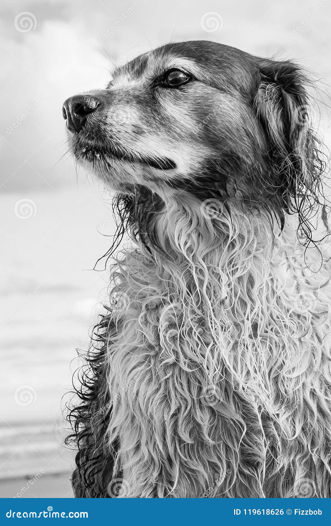 monochromatic portrait of red and white curly haired collie type dog at a beach