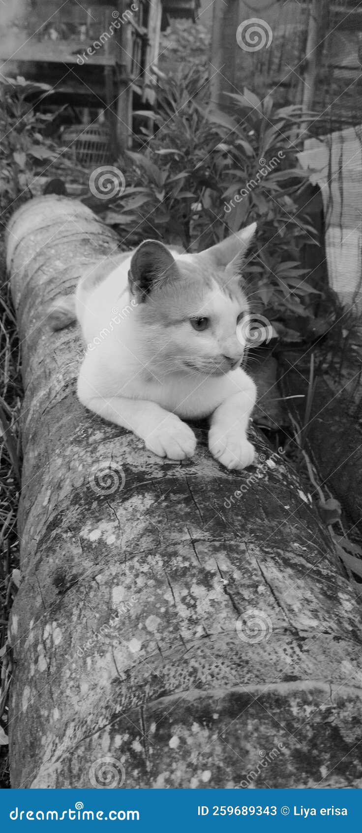 monochrome cat photo