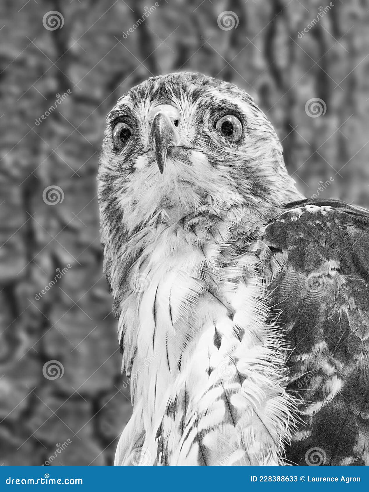 cooper`s hawk peers intently 