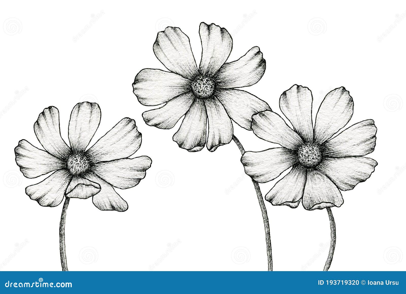 Monochrome Cosmos Flowers Drawing Isolated on White, Floral Ink ...