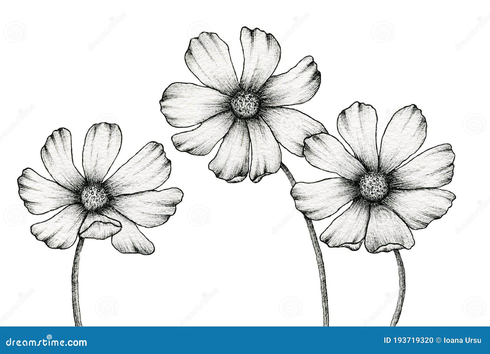 Monochrome Cosmos Flowers Drawing Isolated On White Floral Ink Line