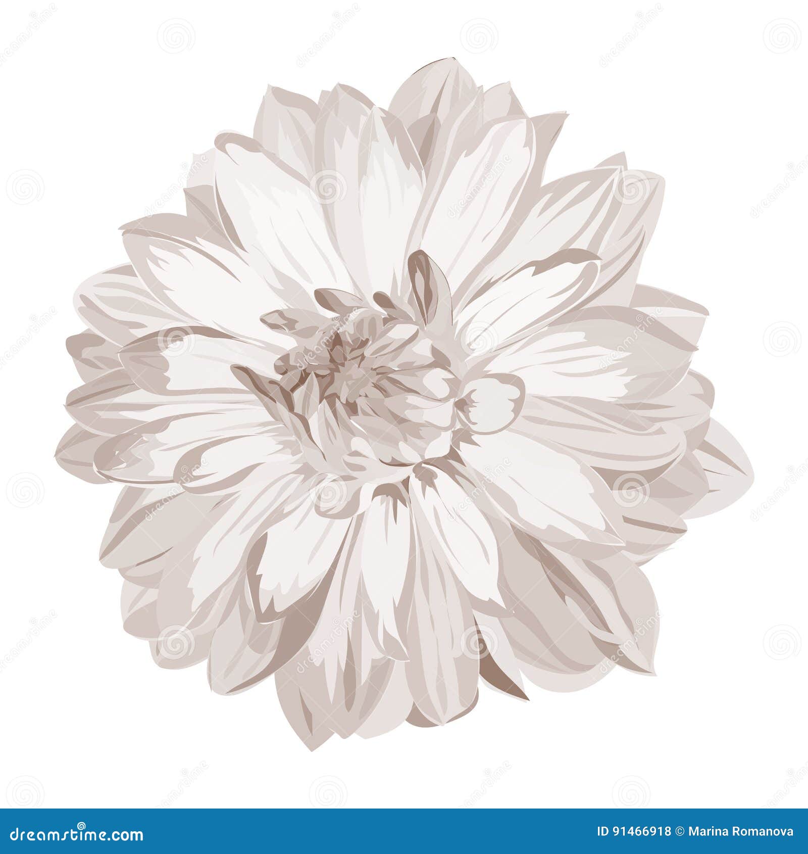 monochrome dahlia isoltaed on white background