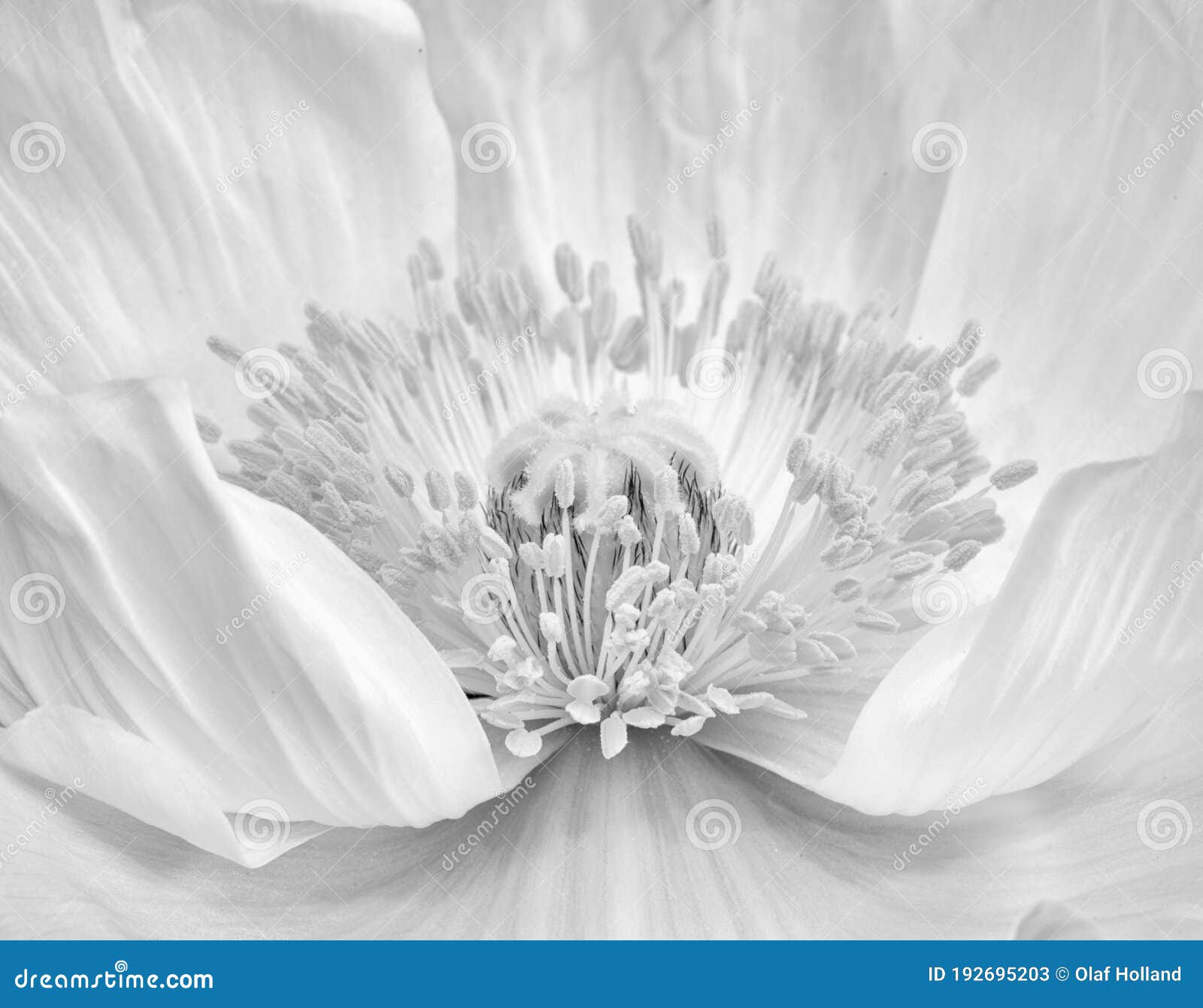 Monochrome High Key Macro of the Inner of a Poppy Blossom with