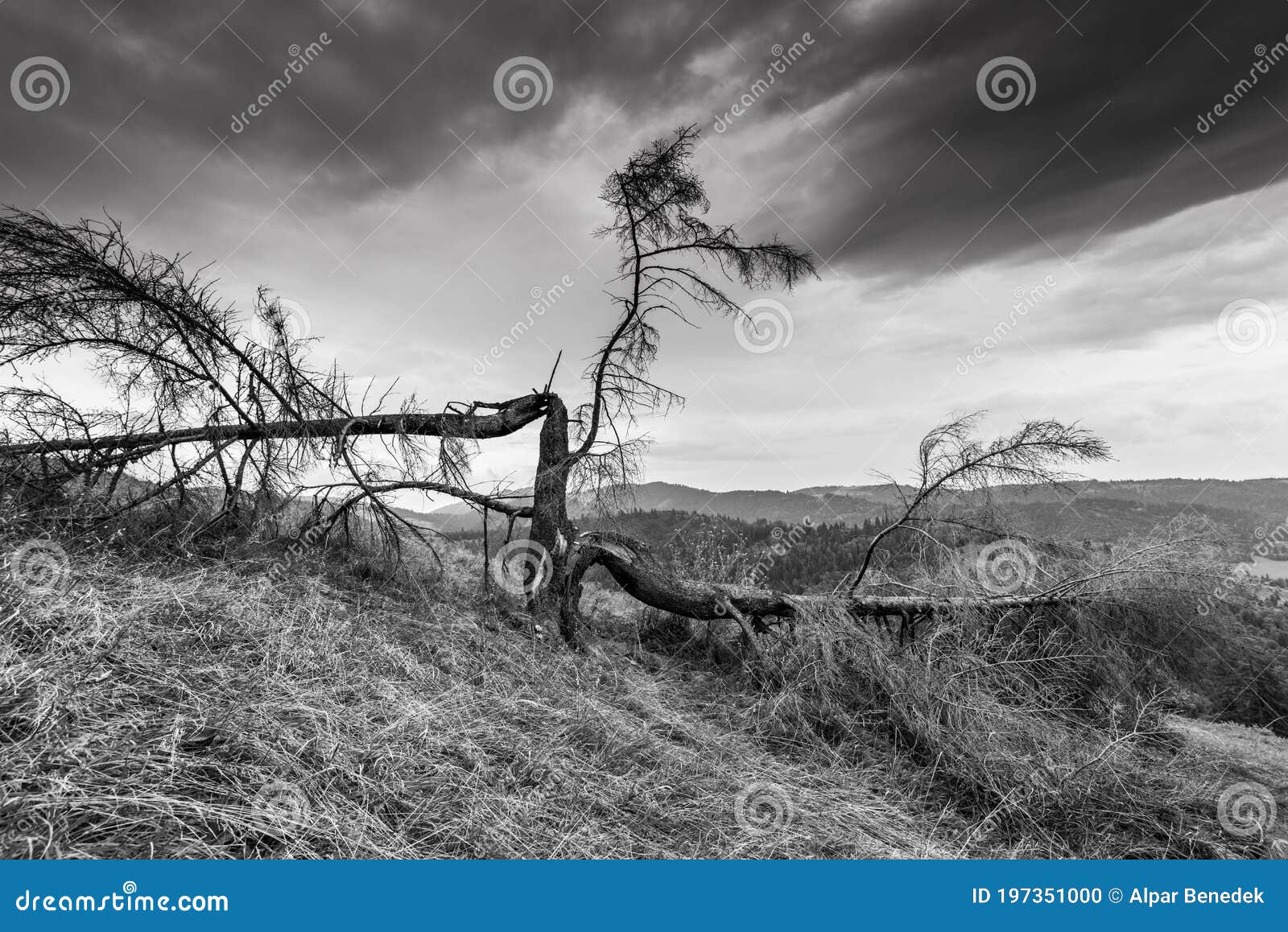 monochrome image of a cleaved , broken pine tree on the top of the mountain