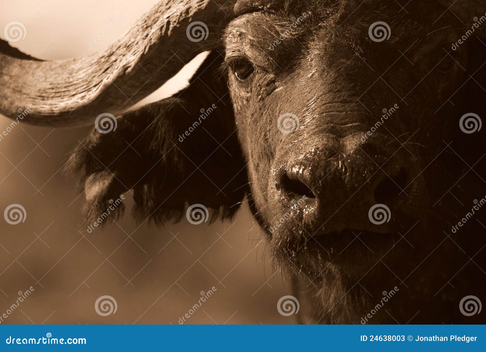 monochrome portrait of buffalo face