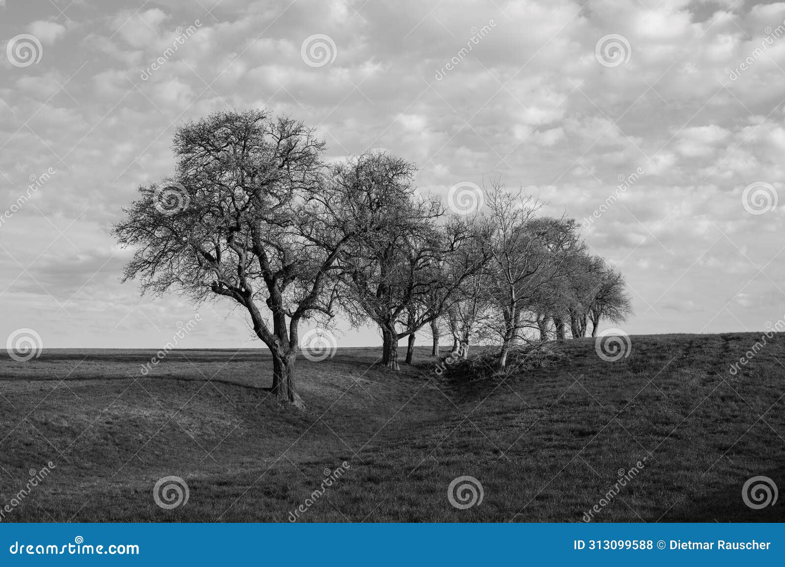 monochrome spring landscape with bare trees in the mostviertel, lower austria