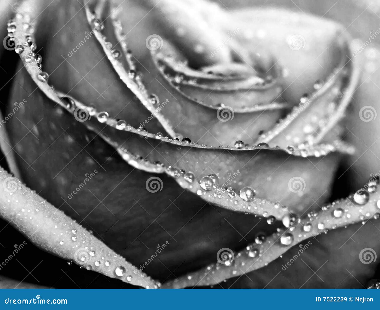 monochrome wet rose