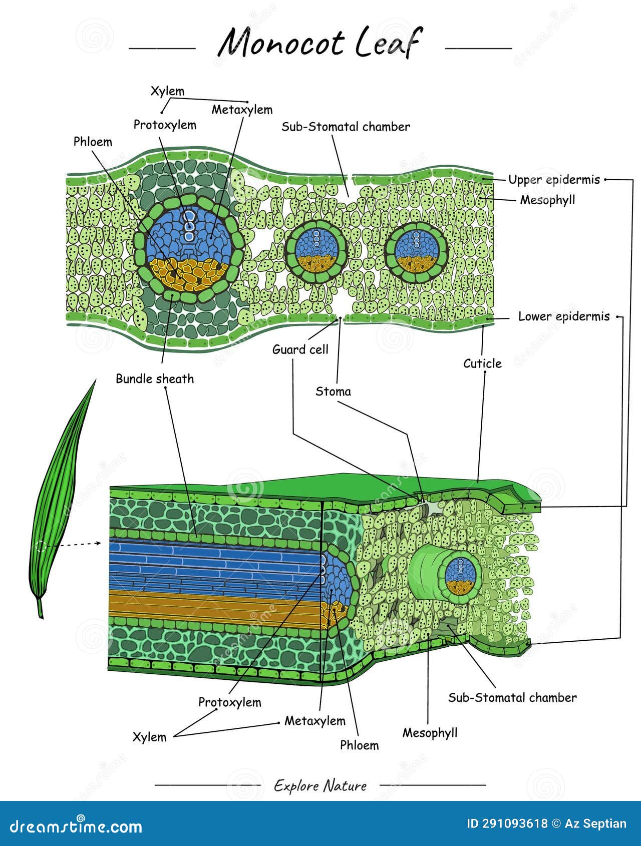 Image result for Monocot Leaf Diagram