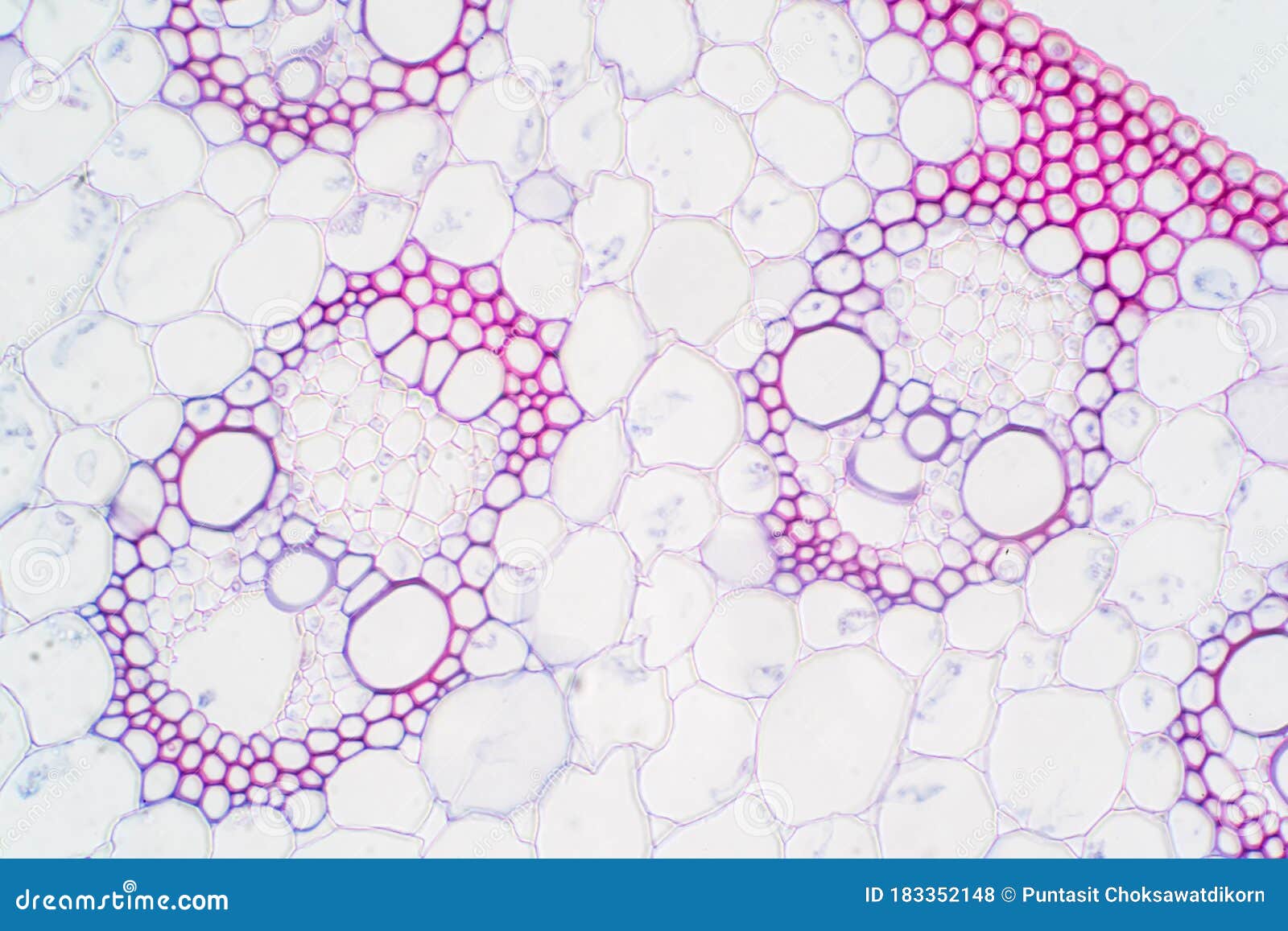 Monocot Plant Vascular Tissue Under the Microscope View Stock Photo Image of laboratory