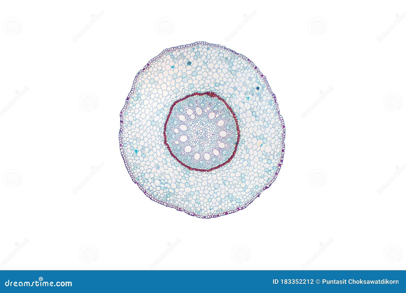 monocot root cross section slide view under microscope for botany education