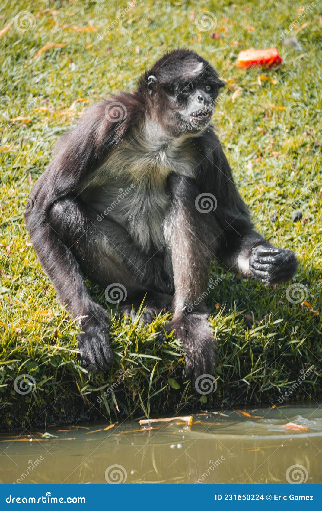 quiero lazo Platillo Monos Actuando Como Monos En Un Zoológico Natural Foto de archivo - Imagen  de macaca, curioso: 231650224