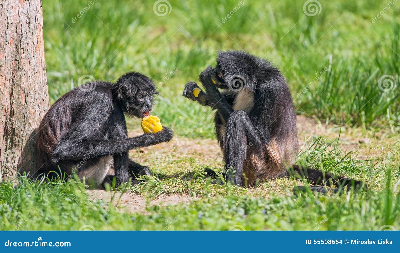 Monos De Araña Que Disfrutan De Una Comida Foto de archivo - Imagen de  negro, travieso: 55508654, image size:1600x1013