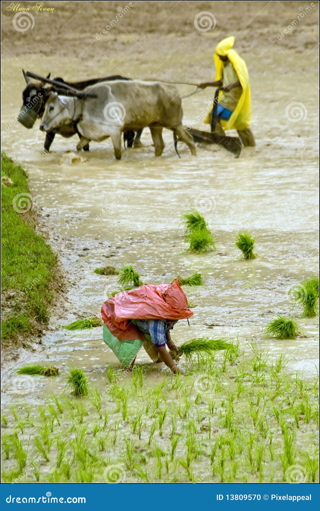 monsoon farming