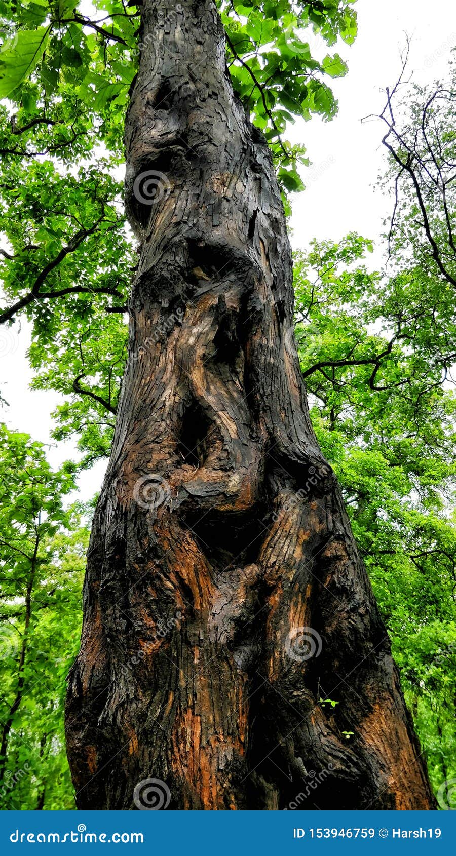 the beutiful nature forest different tree