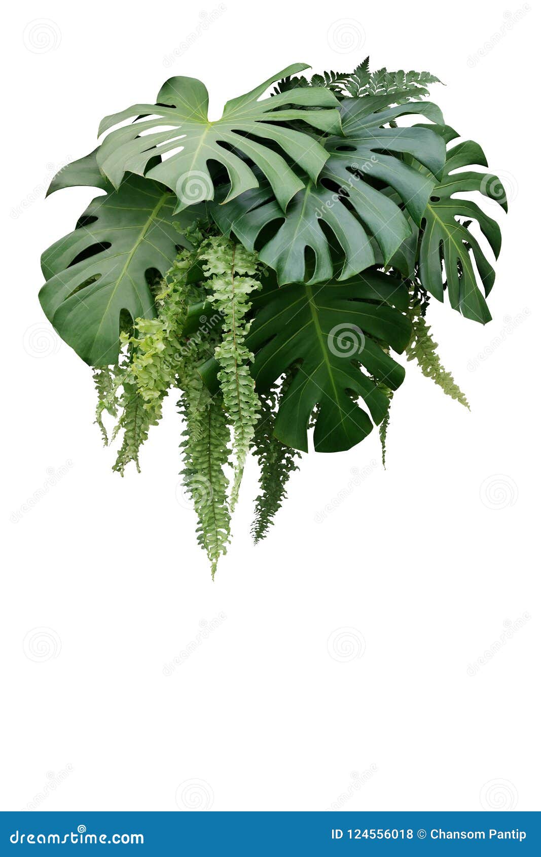 Monstera和垂悬的蕨绿色l热带叶子植物灌木库存照片 图片包括有蕨类 装饰 对象 生气勃勃