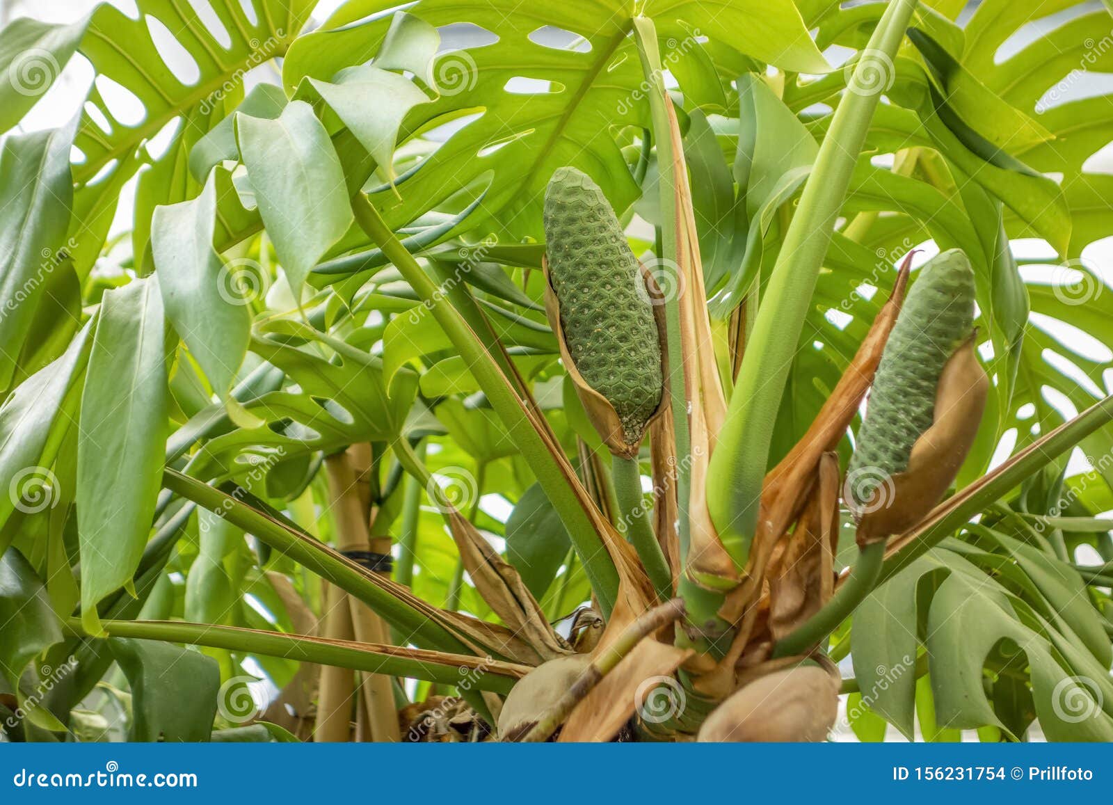 swiss cheese plant fruit