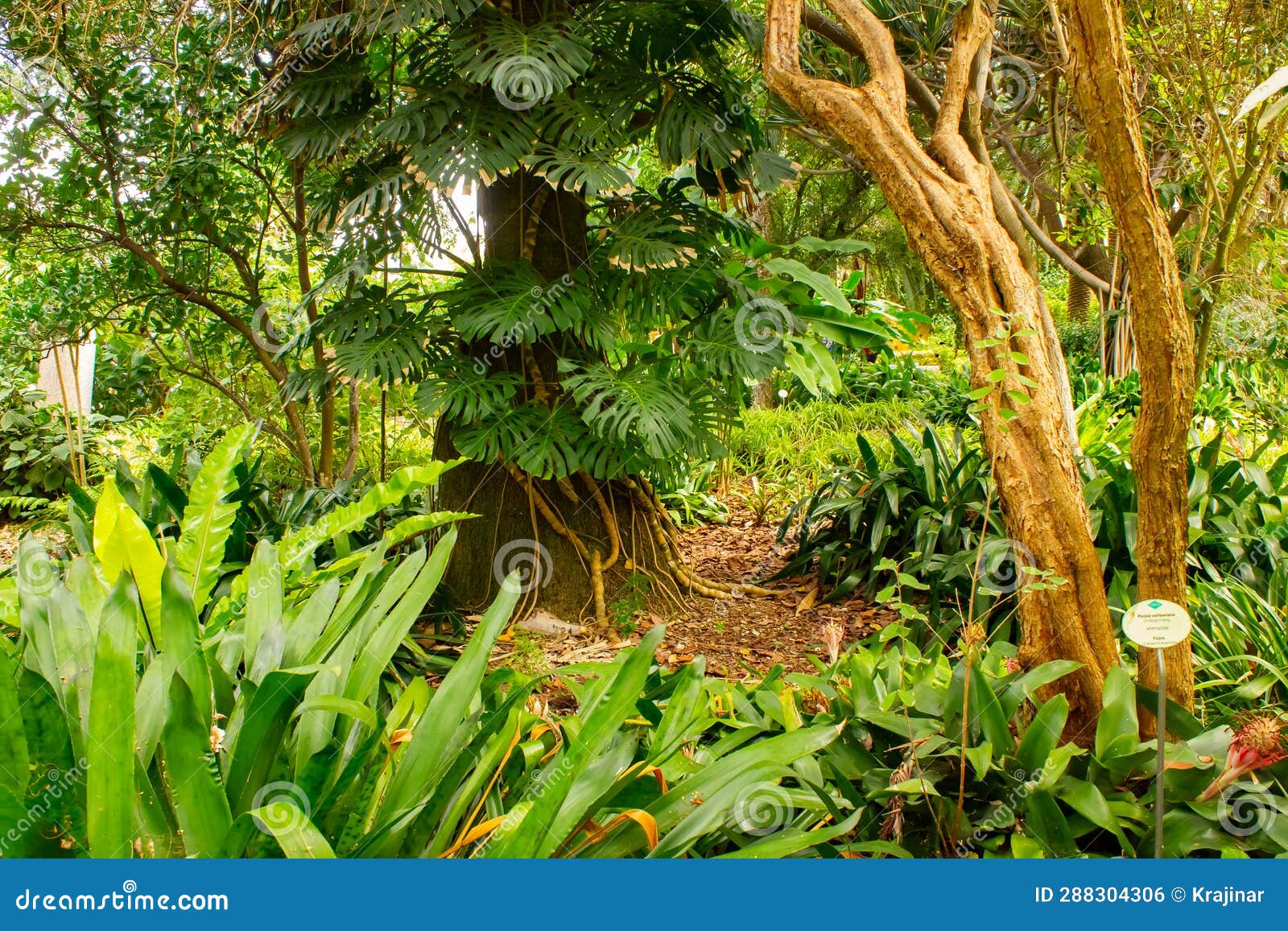 monstera deliciosa in jardin botanico, puerto de la cruz, tenerife, canary islands, spain