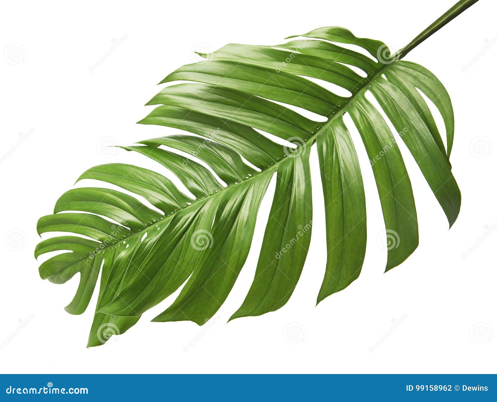 monstera deliciosa leaf  on white background