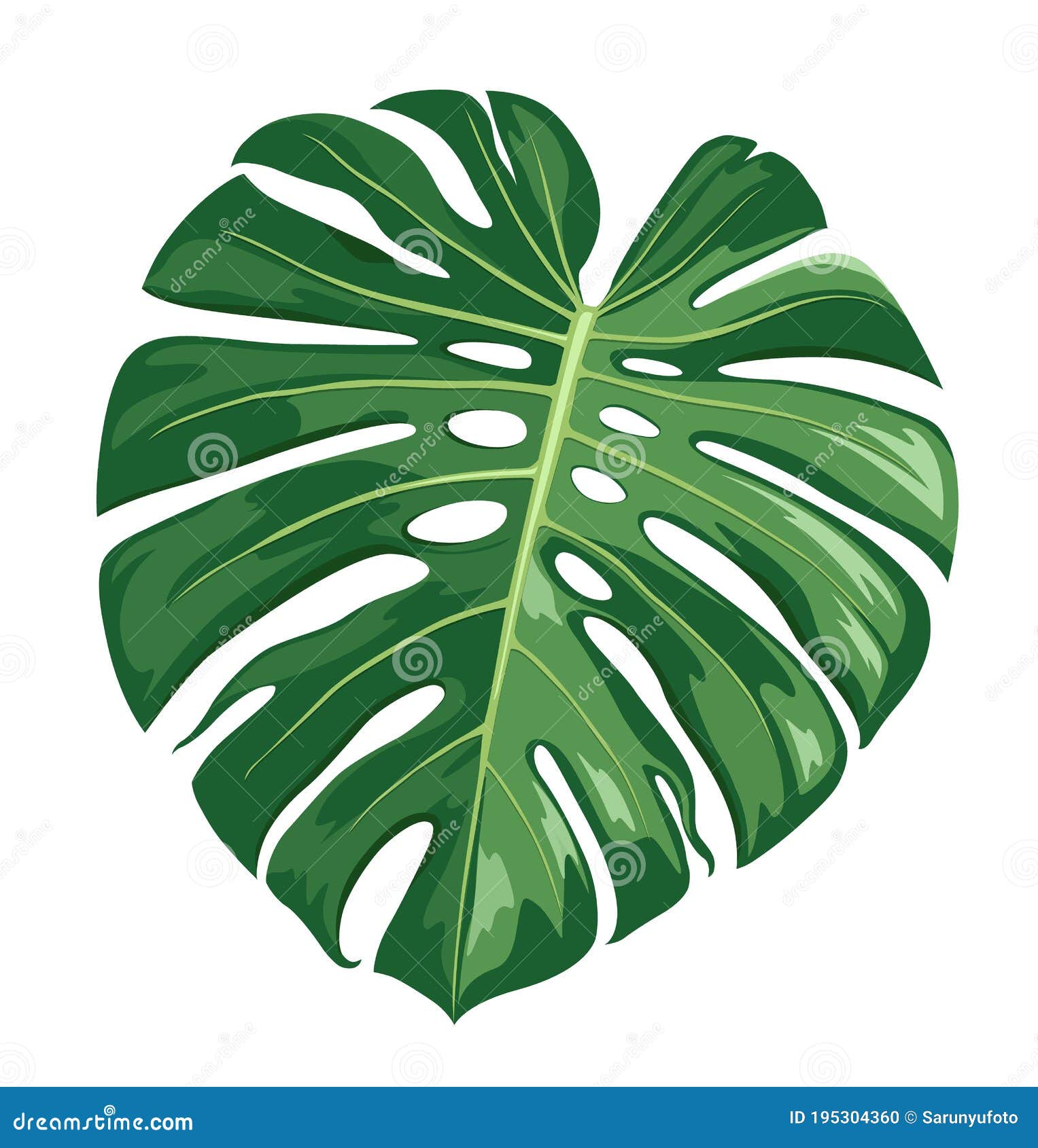 monstera deliciosa leaf , realistic   on white background