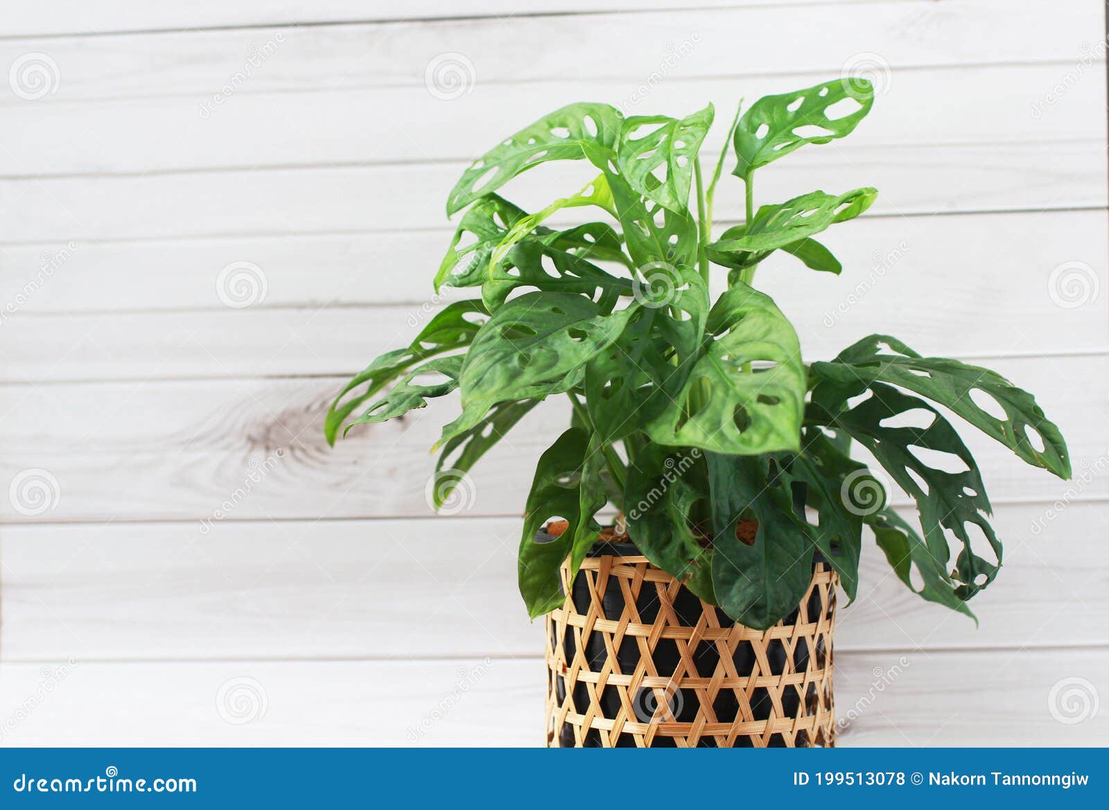 monstera deliciosa and monstera monkey mask in woven bamboo pots