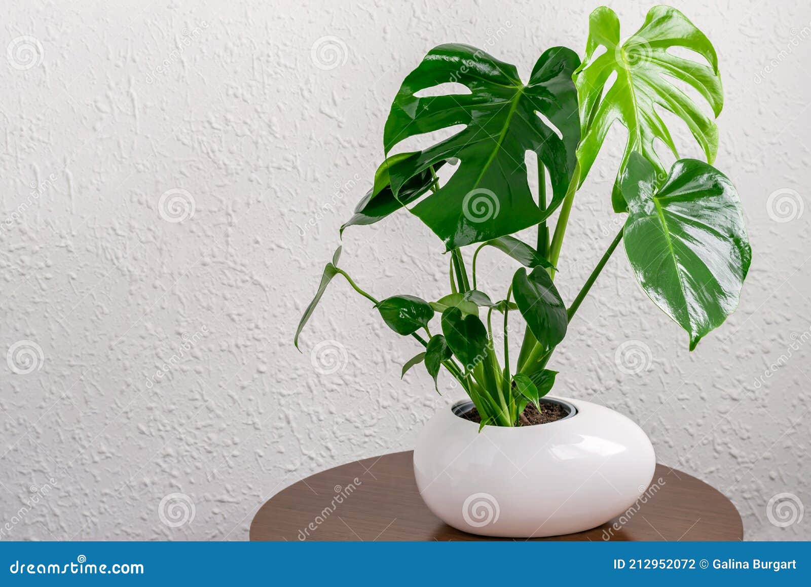 monstera deliciosa plant in white pot standing on the wooden round table on the white wall background. home gardening concept,