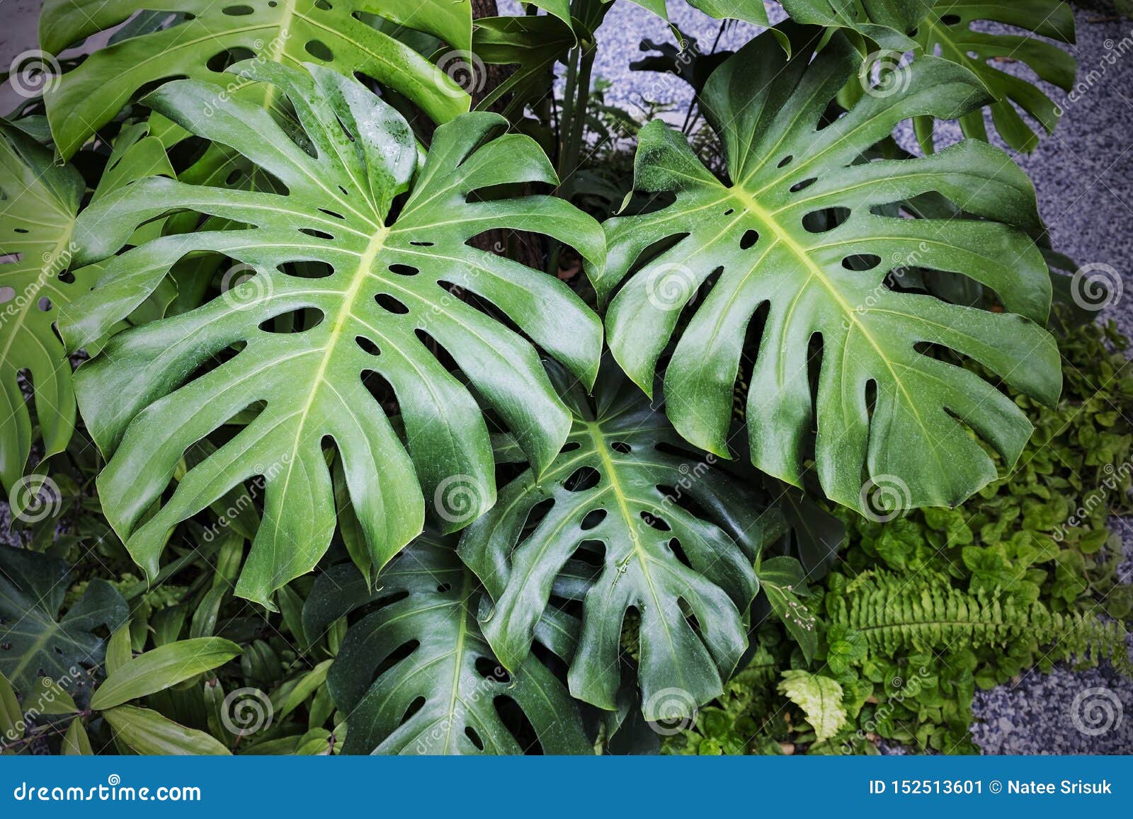 monstera deliciosa plants in the garden tropical leaves background