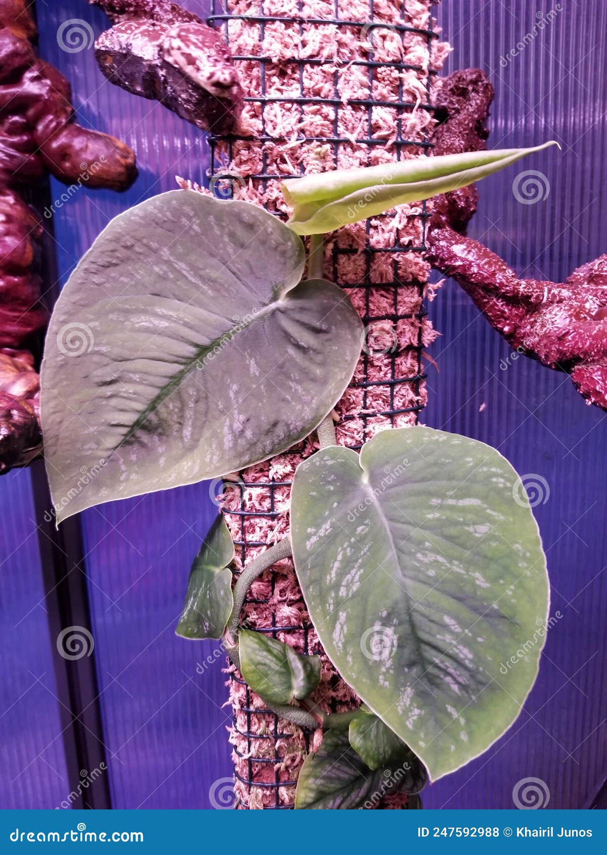 monstera dubia, a popular shingling plant with variegated leaves on the moss pole