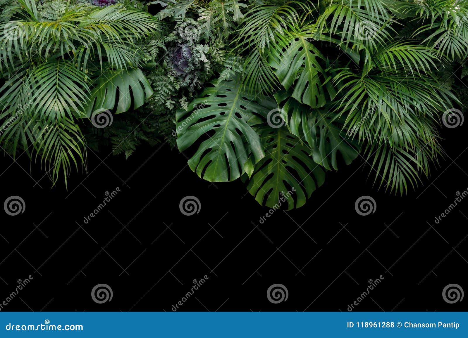 monstera, fern, and palm leaves tropical rainforest foliage plan