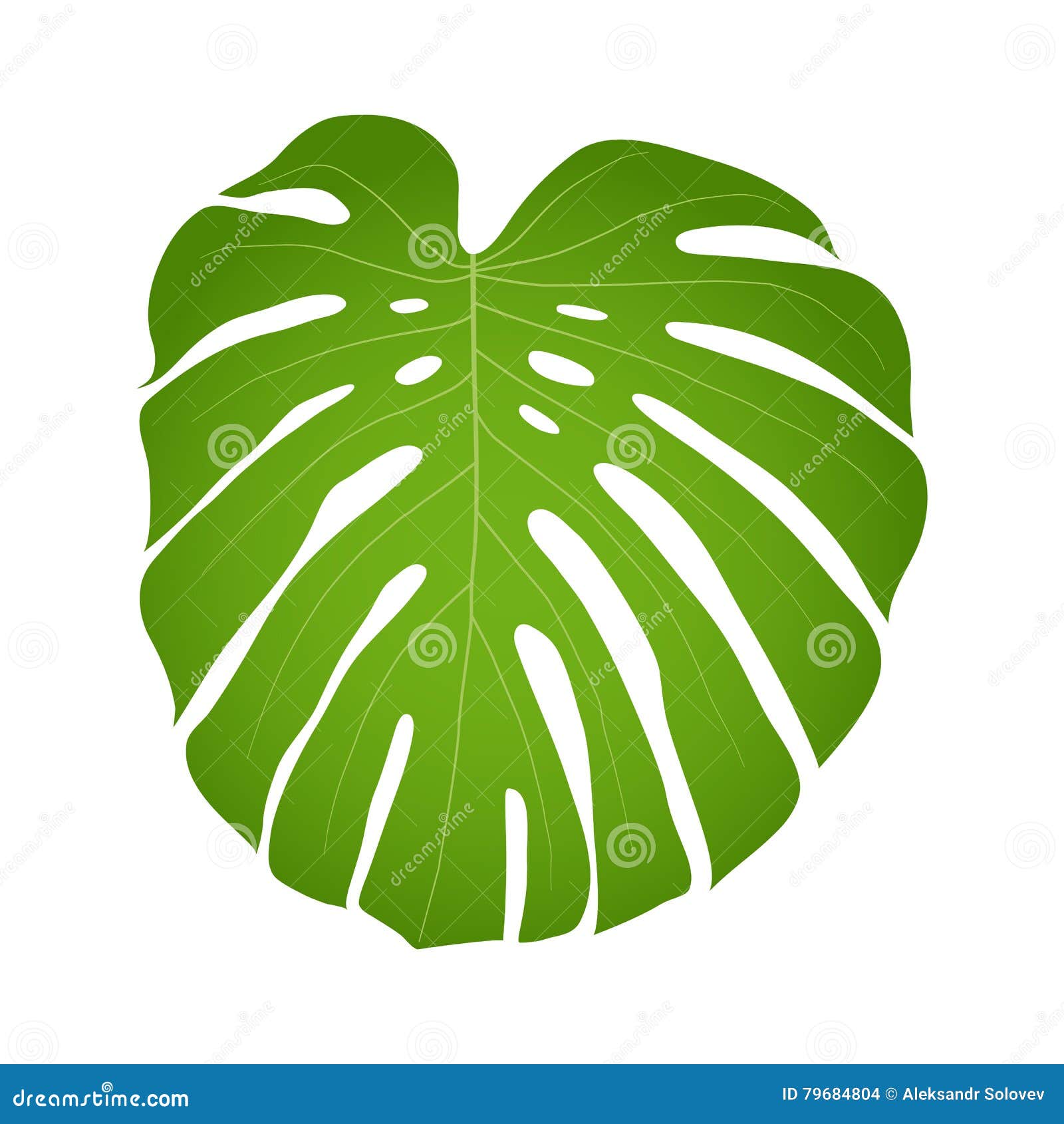 Monstera leaf stock vector. Illustration of bright, branch ...