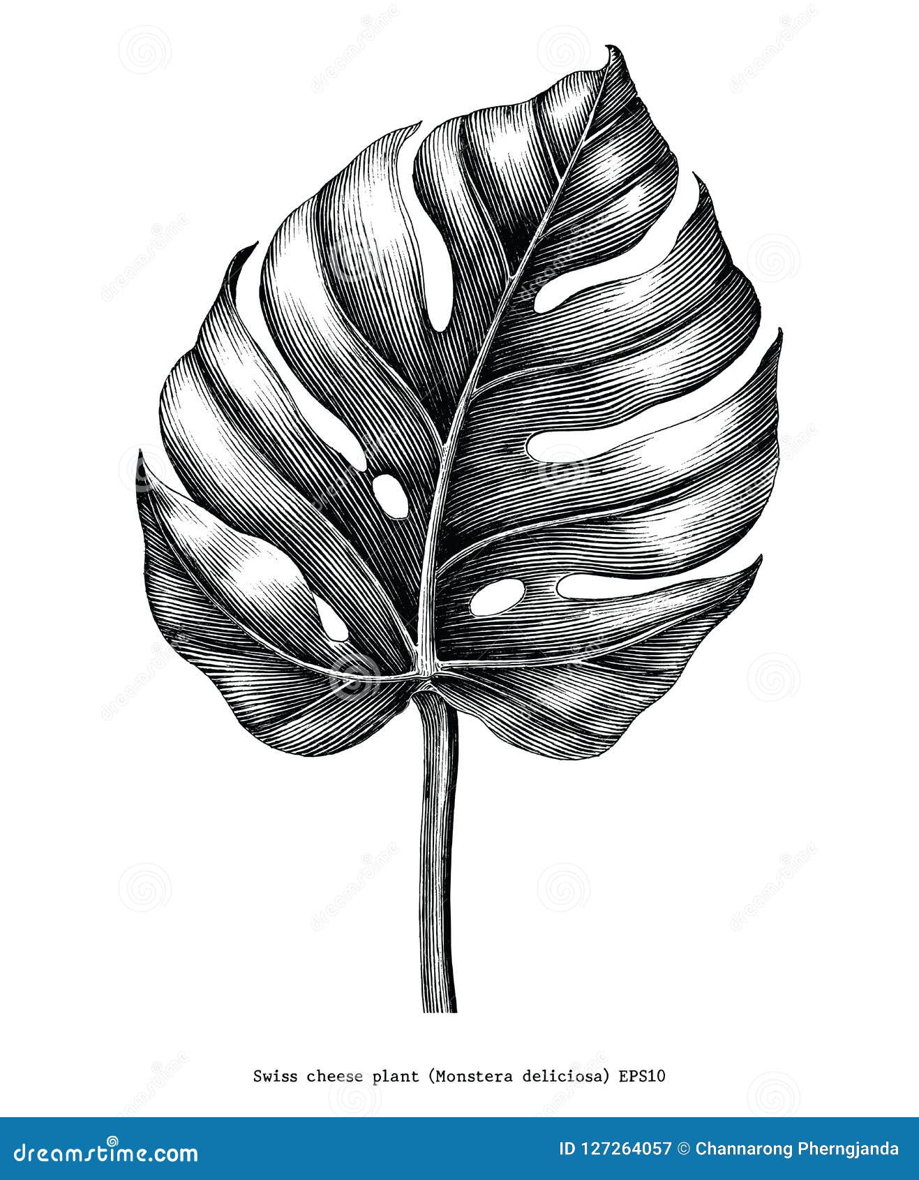 monstera leaf hand draw vintage engraving clip art  on w