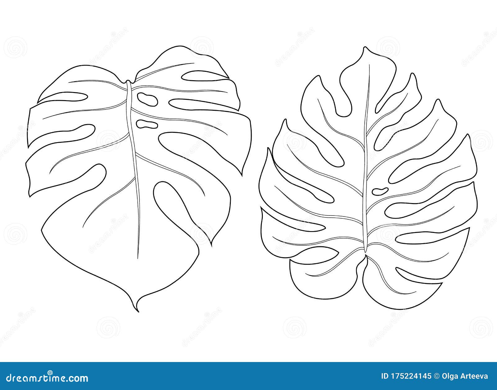 monstera leaf outline  
