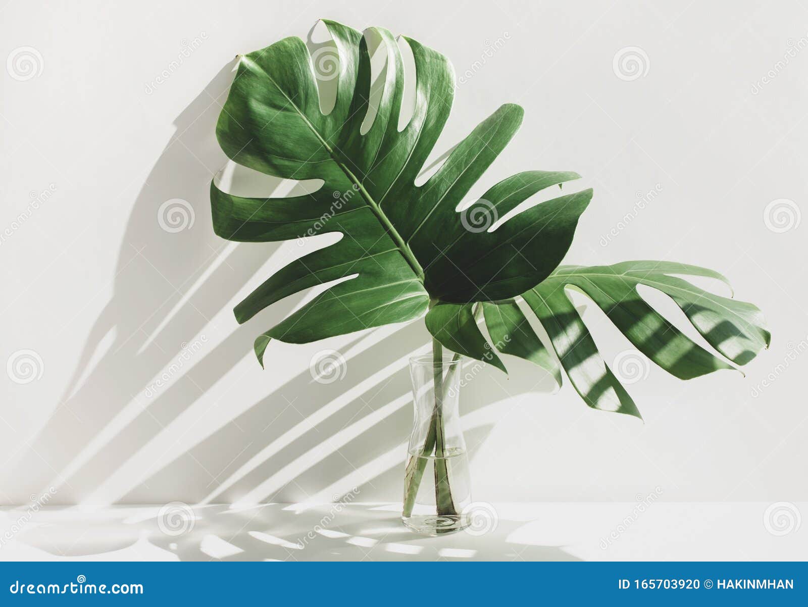 monstera leaves in glass jug with sunlight and long shadow on wall