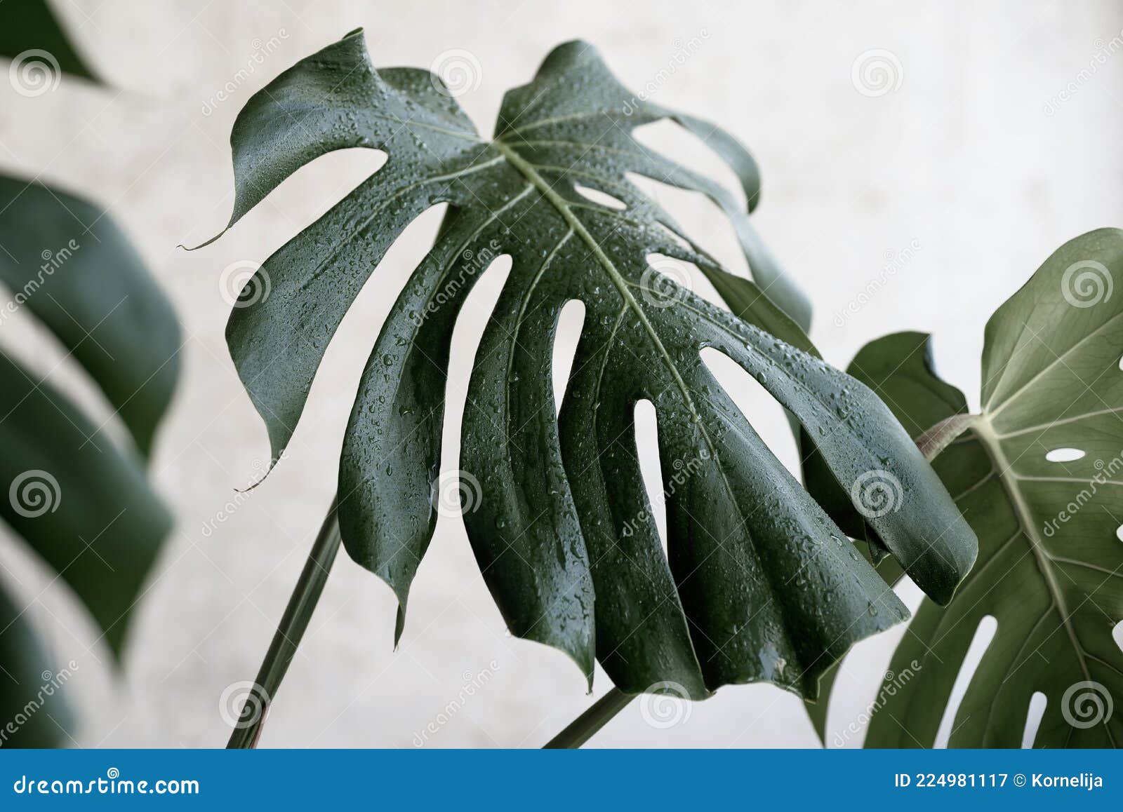 Monstera Leaves with Water Drops Stock Image Image of foliage, leaves