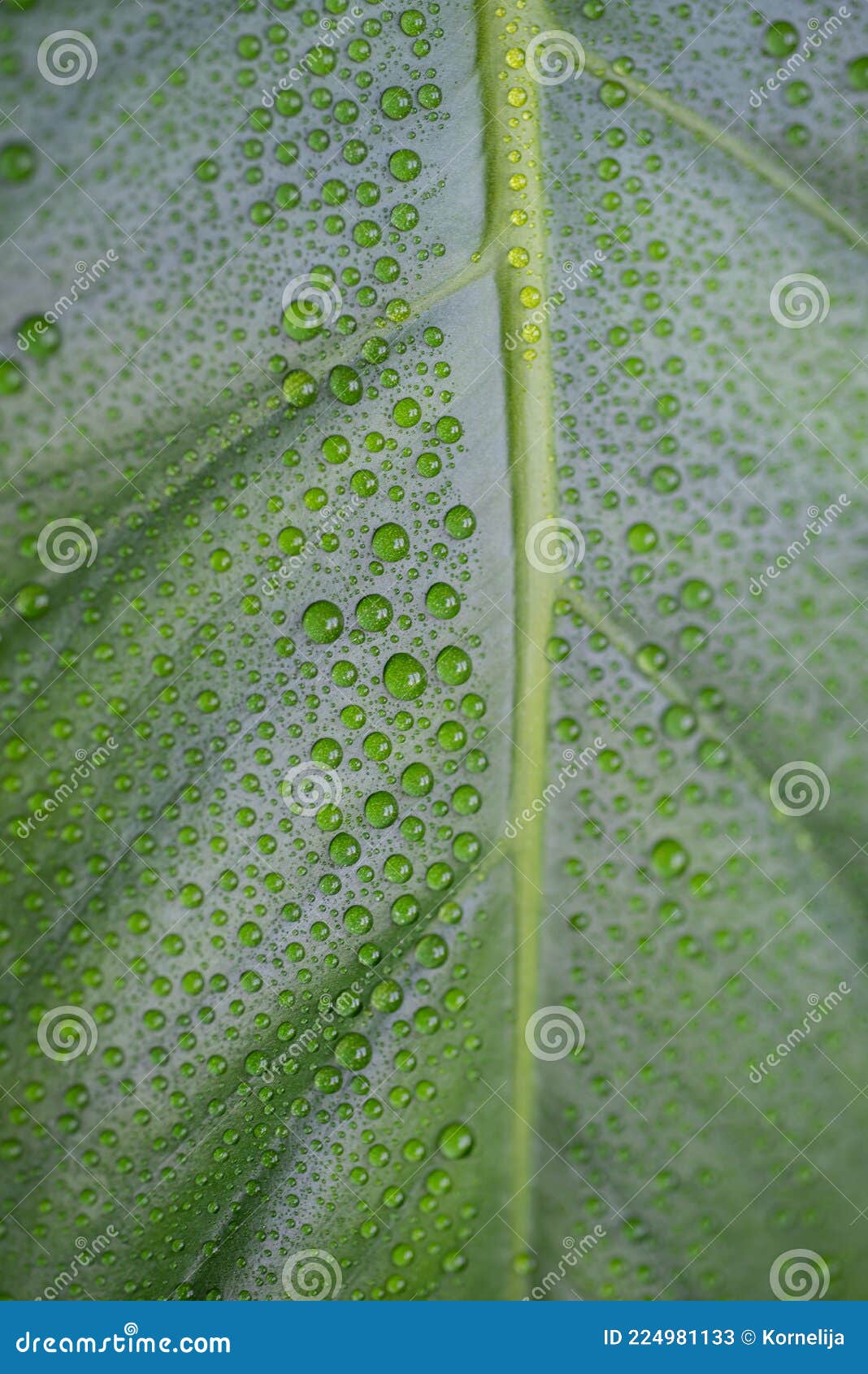 Monstera Leaves with Water Drops Stock Image Image of design, copy