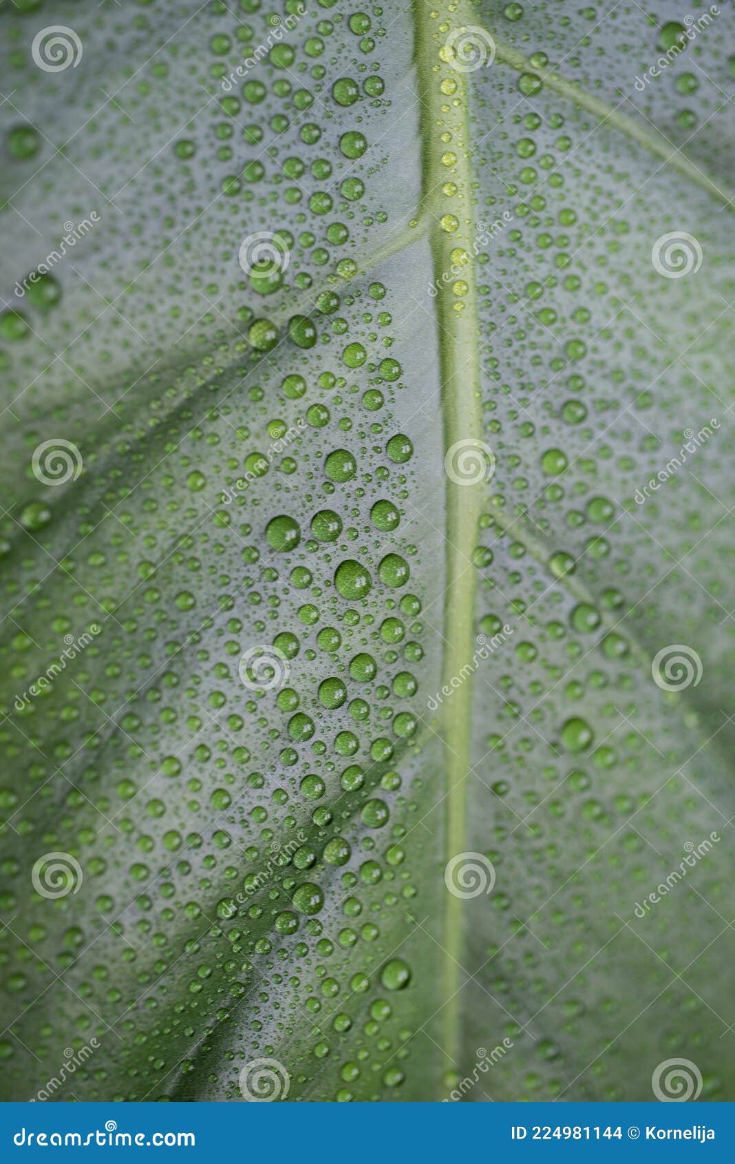 Monstera Leaves with Water Drops Stock Photo Image of tropical
