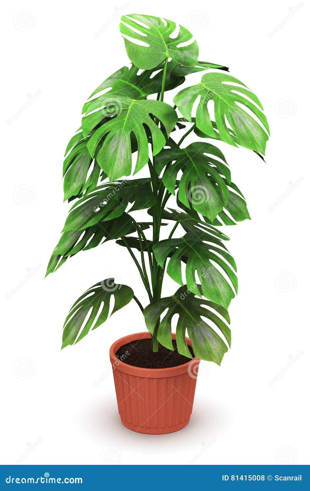 monstera plant in flower pot