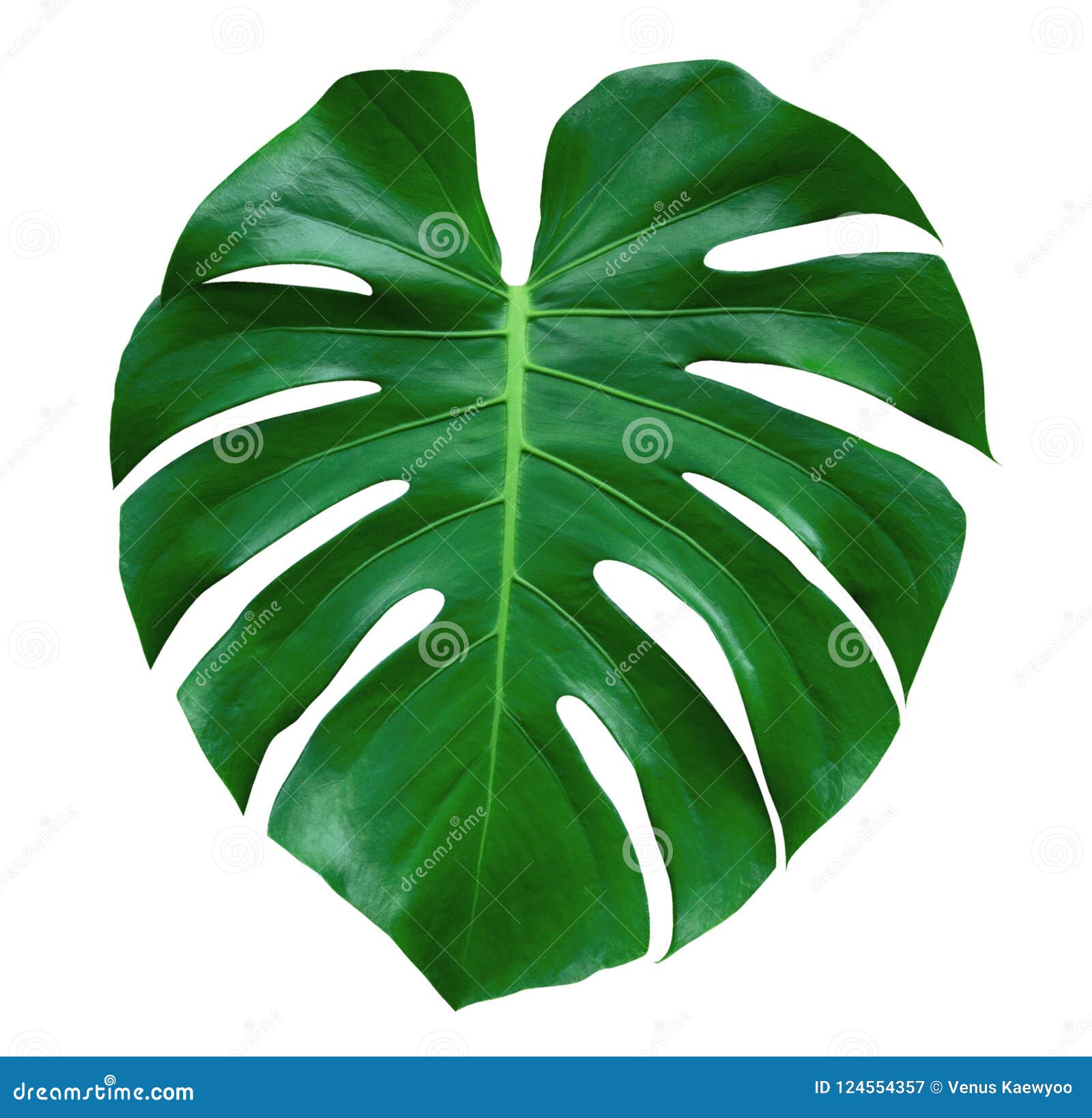 monstera plant leaf, the tropical evergreen vine  on white background, path